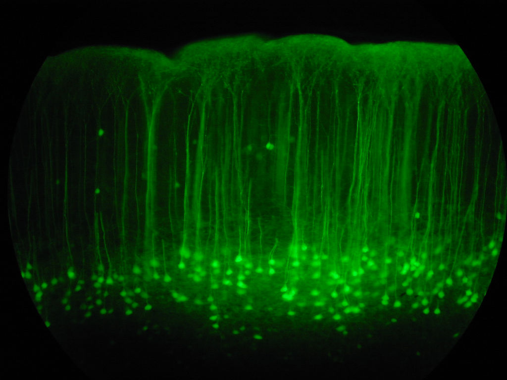 neuron1.jpg